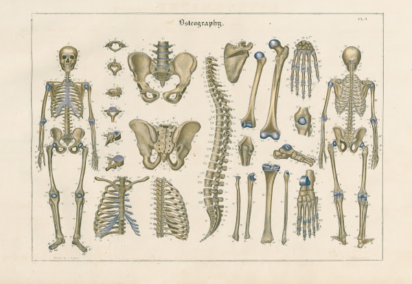 Vertebral bones bones of the chest capular limbs and pelvic bones 1837