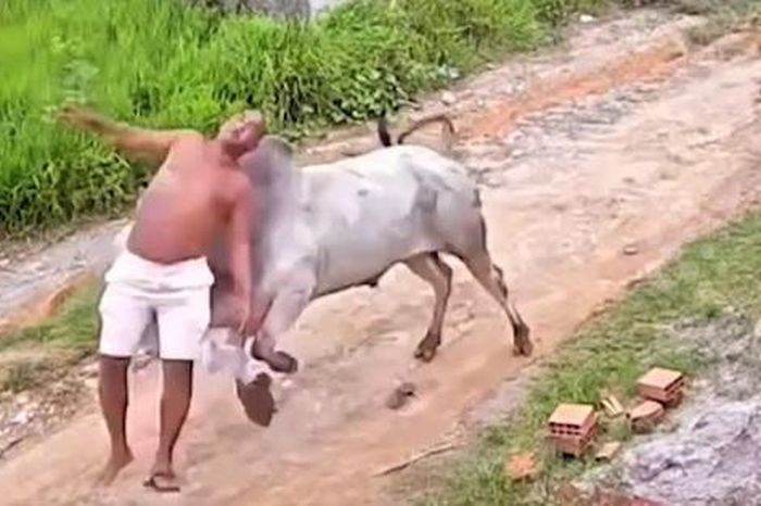 Bò đực nổi điên, húc người đàn ông văng lên không trung - Tạp chí Người Đưa Tin