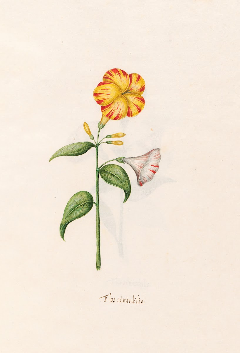 Flos admirabilis 1692