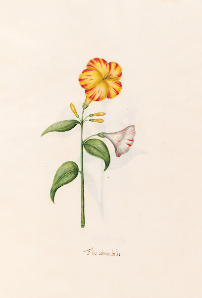 Flos admirabilis 1692