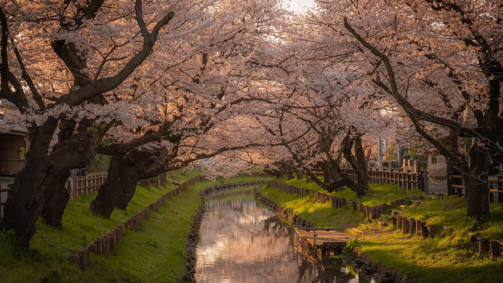 Blooming Sakura Canal Path - Landscape Photography 4K Wallpaper (3840x2160)