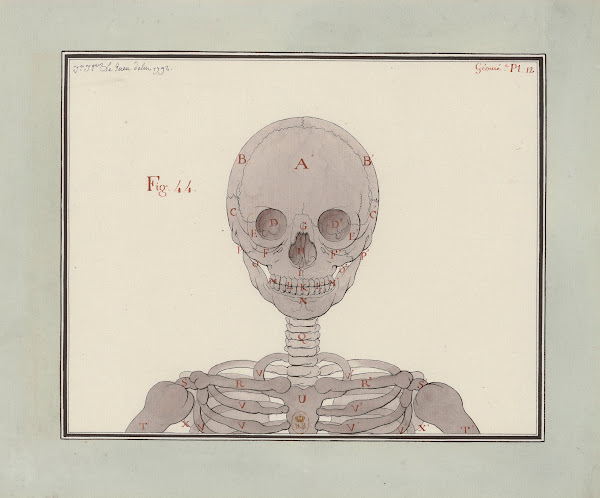 Etude dun squelette vue de face 1792