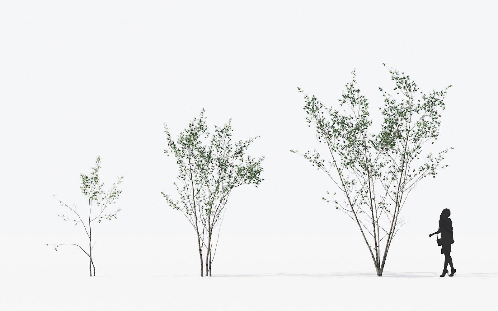Maxtree - Plant Models Vol.14