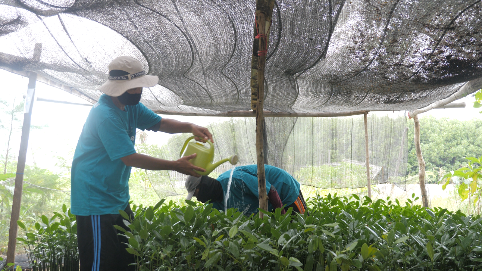 Local farmers are currently nurturing mangrove seedlings for planting.