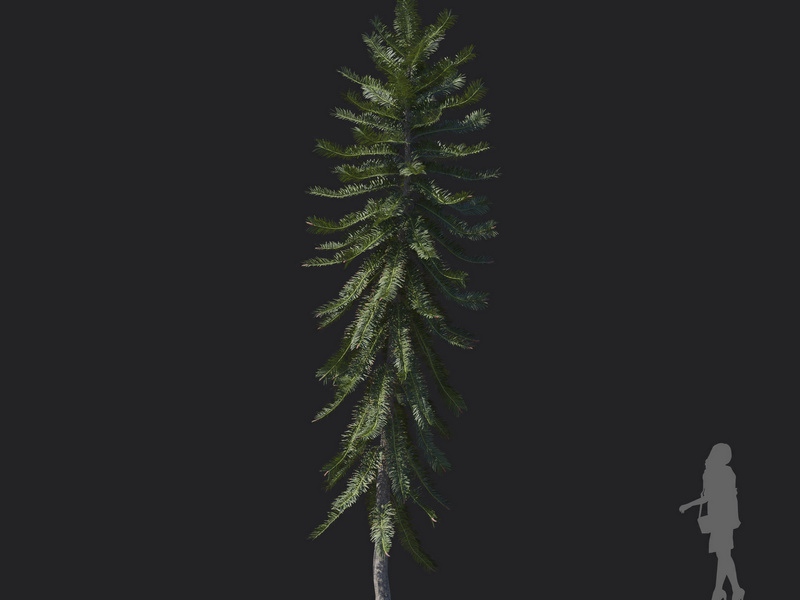 Maxtree - Plant Models Vol.121