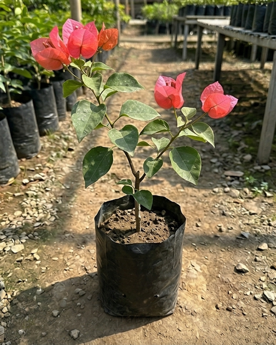 Imported Watermelon Bougainvillea Plant — view 4