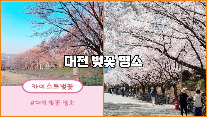 대청호반길 벚꽃 드라이브 코스