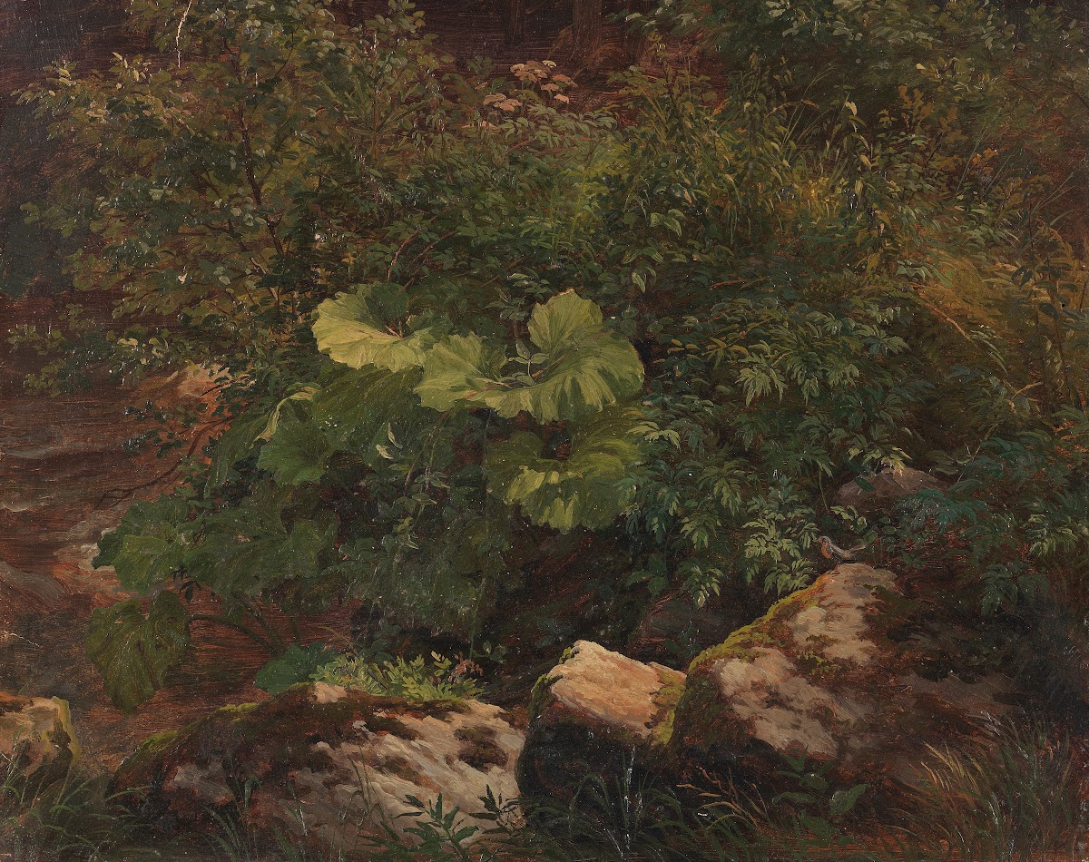 Pflanzenstudie Ca 1840 1850