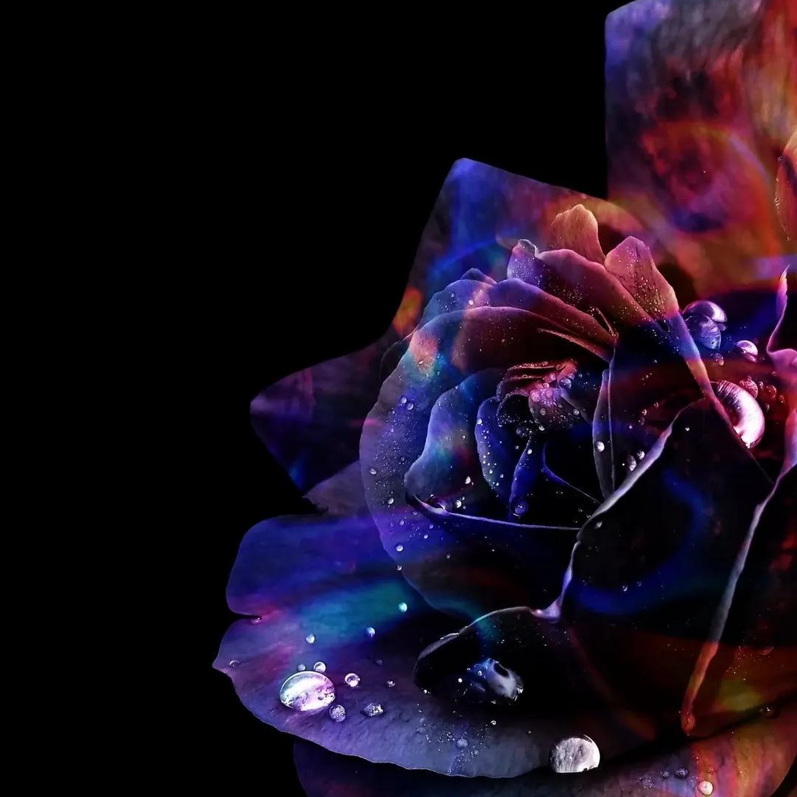 Download Cosmic Rainbow Rose Close Up Full HD iPhone