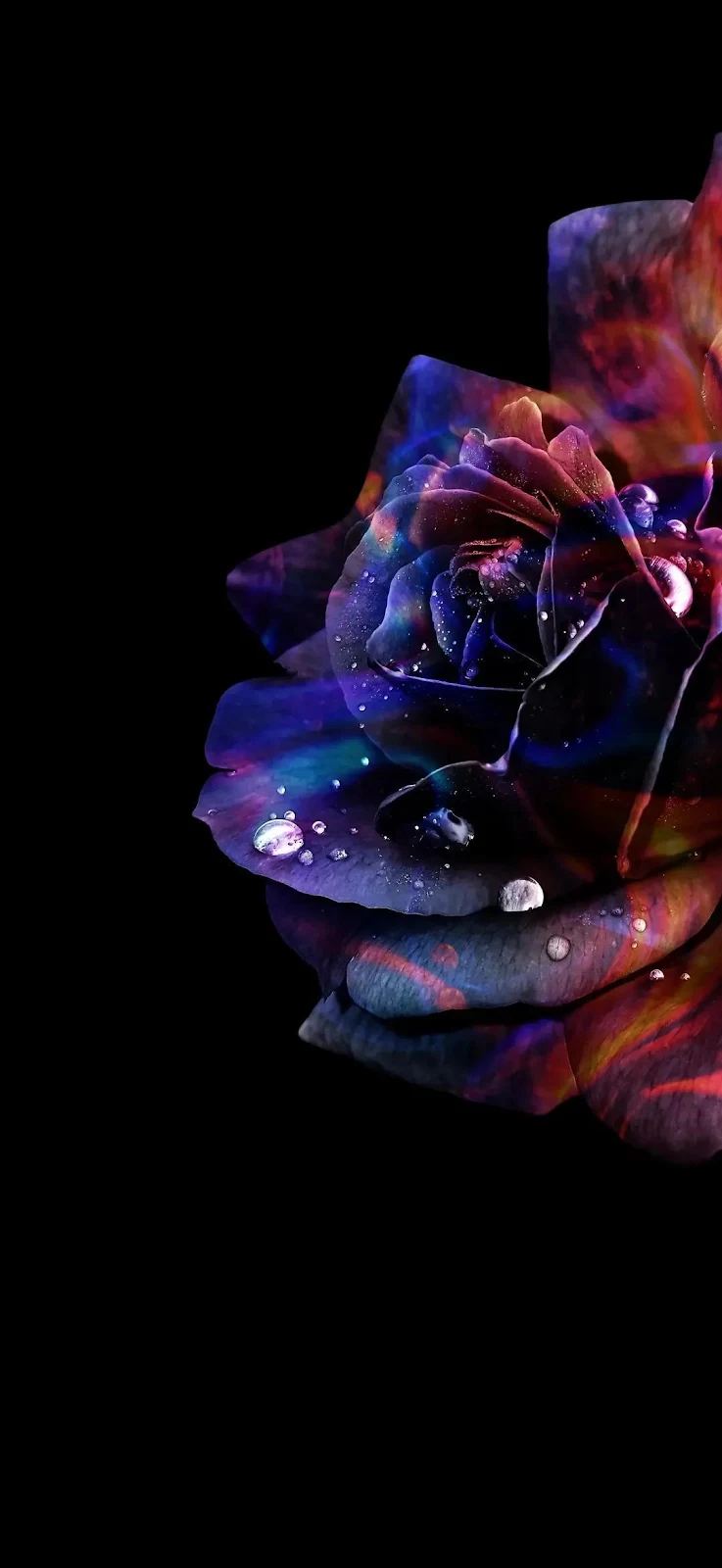 Cosmic Rainbow Rose Close Up - Digital Art Full HD iPhone Wallpaper (1080x2346)