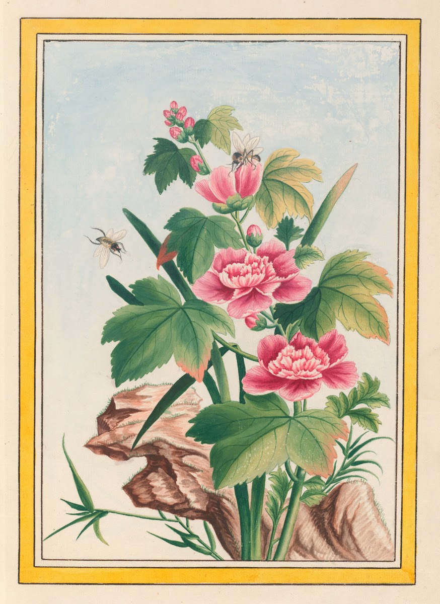 Plantes de Chine Pl012 1776