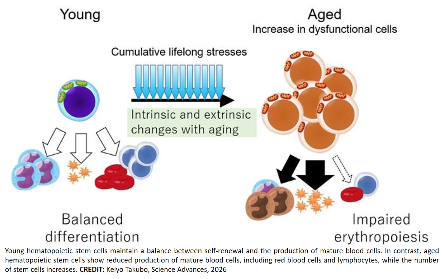 Geneformer-guided multiomics integration identifies Pbx1 as a network hub of hematopoietic stem cell aging