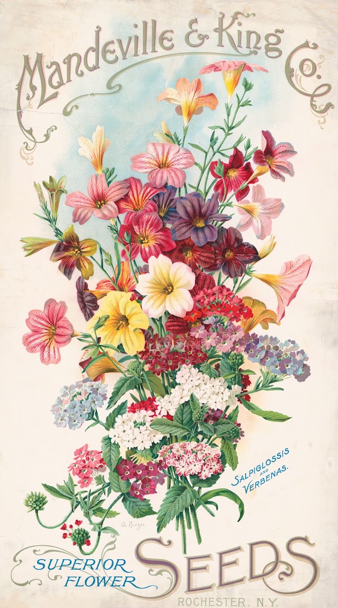 Mandeville  King Co superior flower seeds salpiglossis and verbenas 1905