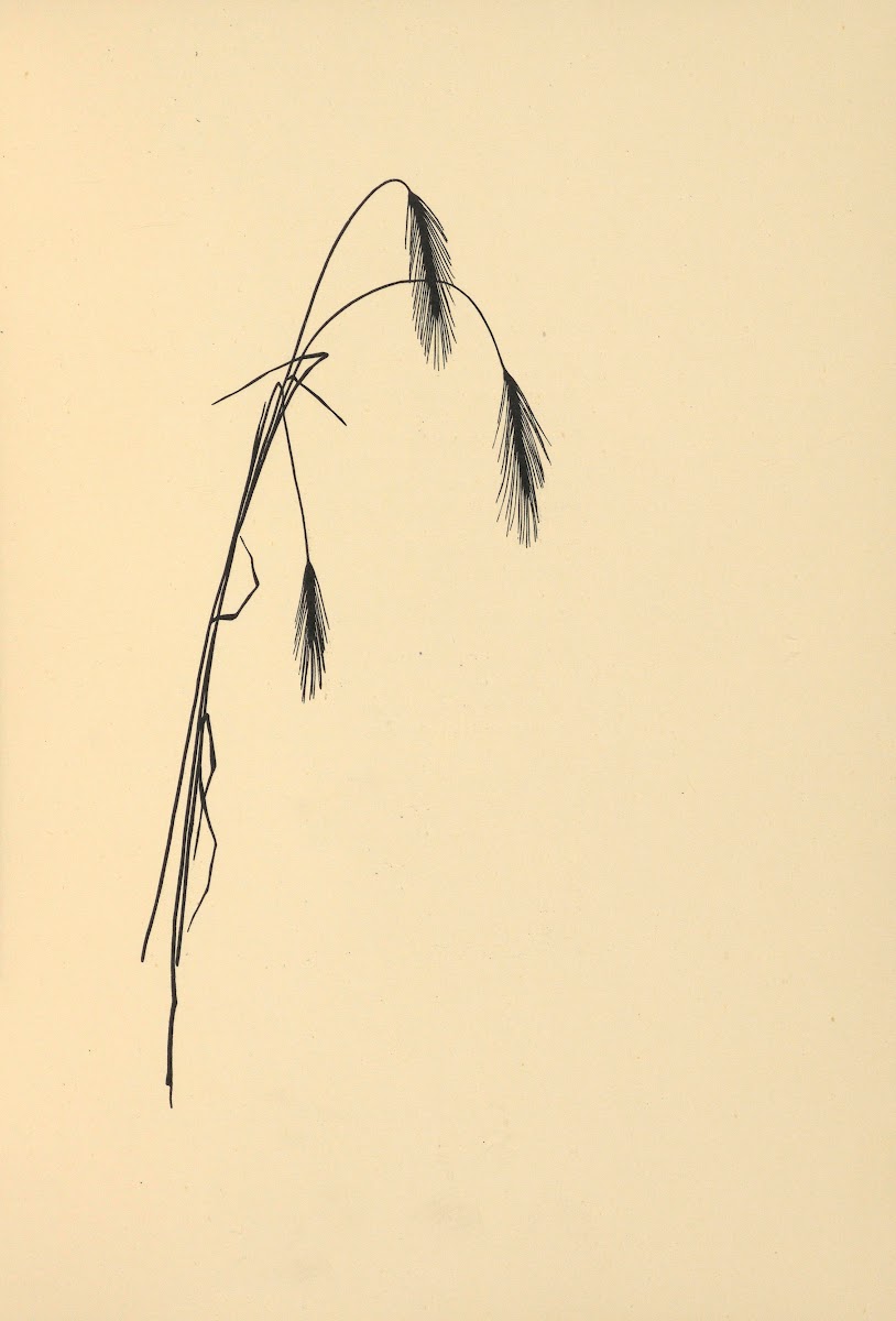 Goldene Ernte Pl03 1930