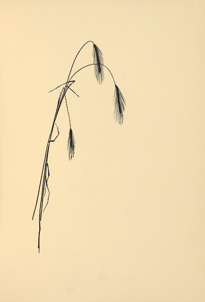Goldene Ernte Pl03 1930