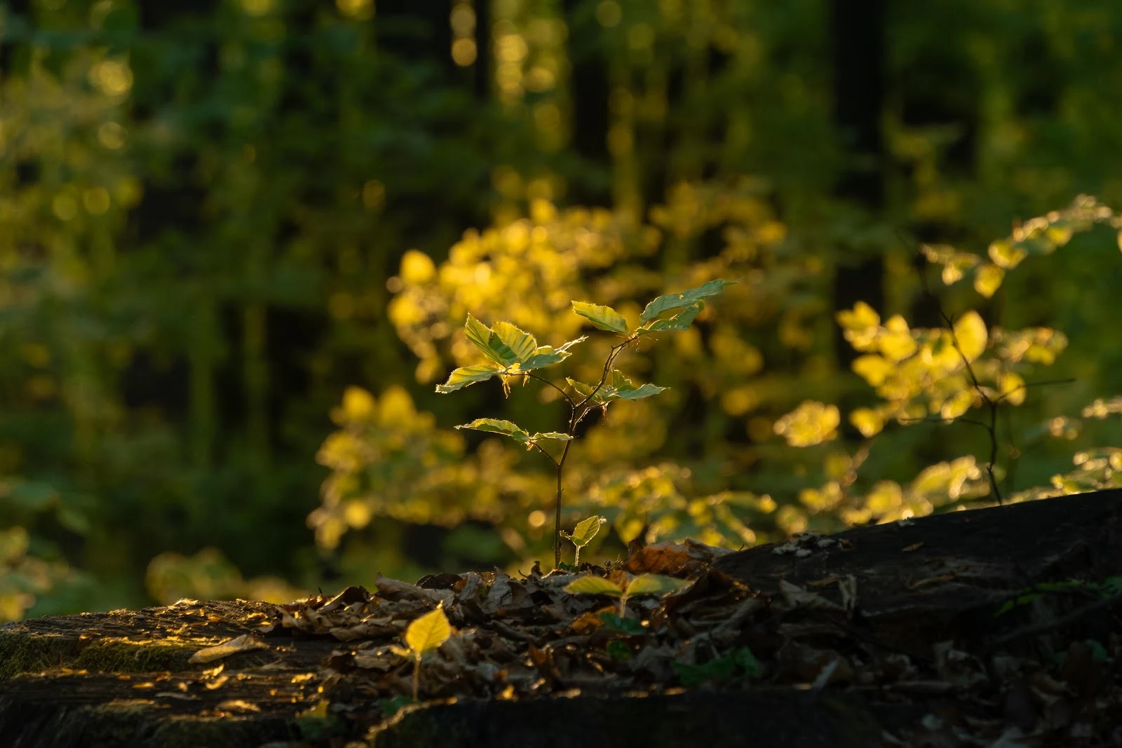 Young Sapling In Golden Sunlight - Nature Photography 5K Wallpaper (5688x3792)