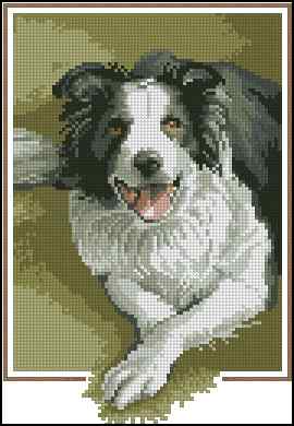 CMP 400197 Border Collie