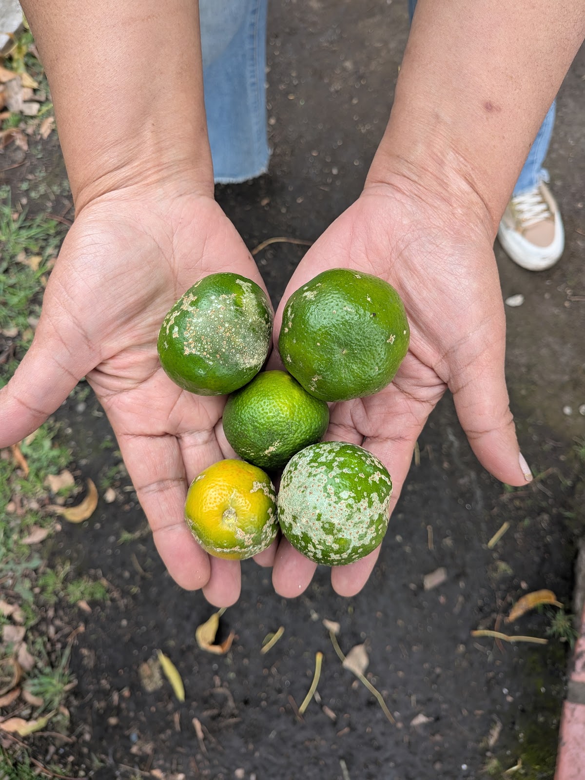 Comprar Limon Mandarino orgánico