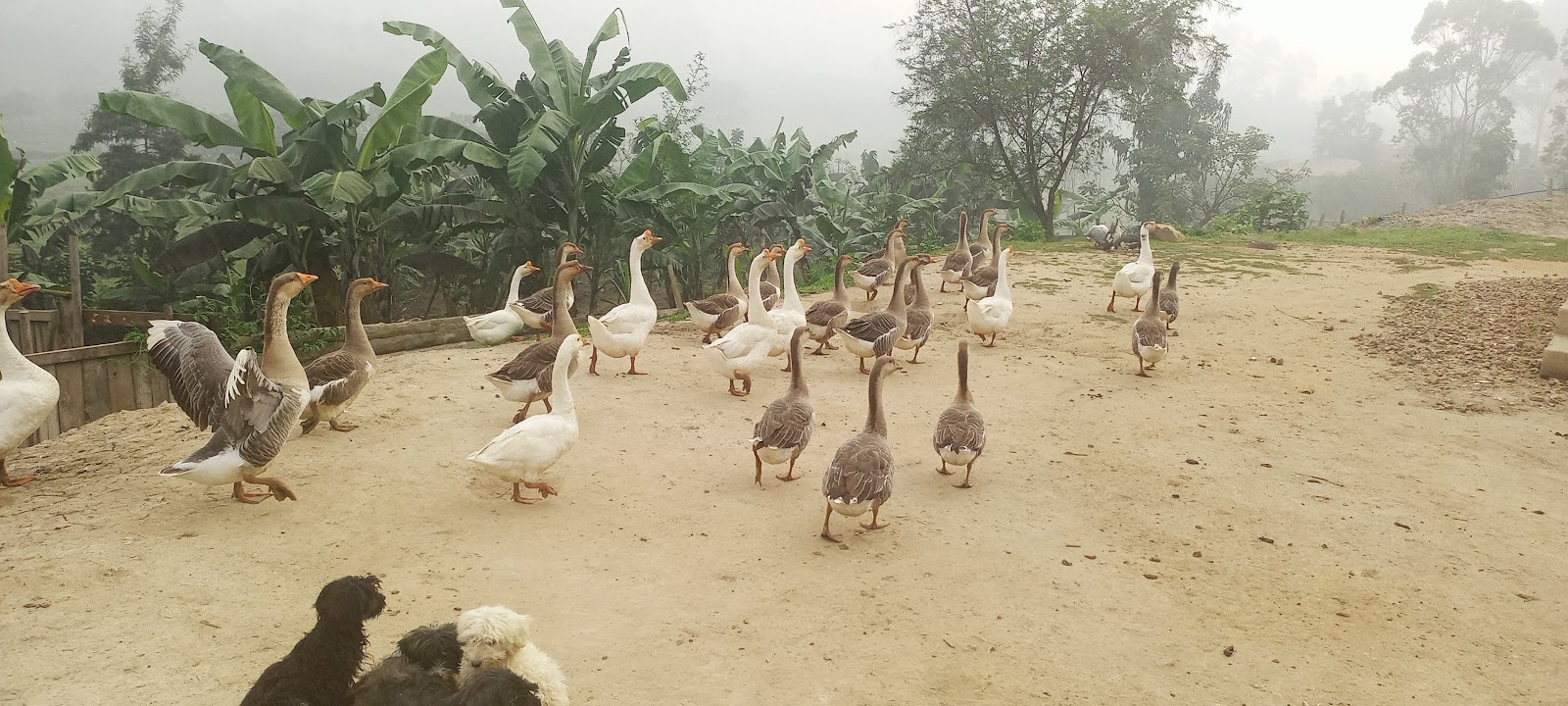 Duck, Goose & Chicken Hatchery | Metzer Farms, California