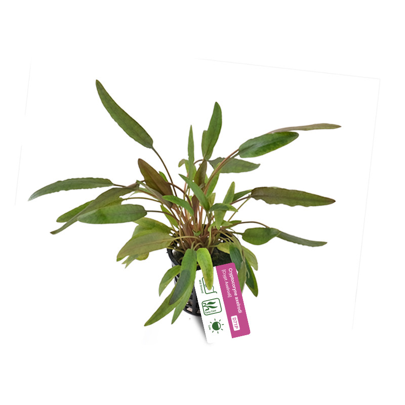 Cryptocoryne Axelrodii