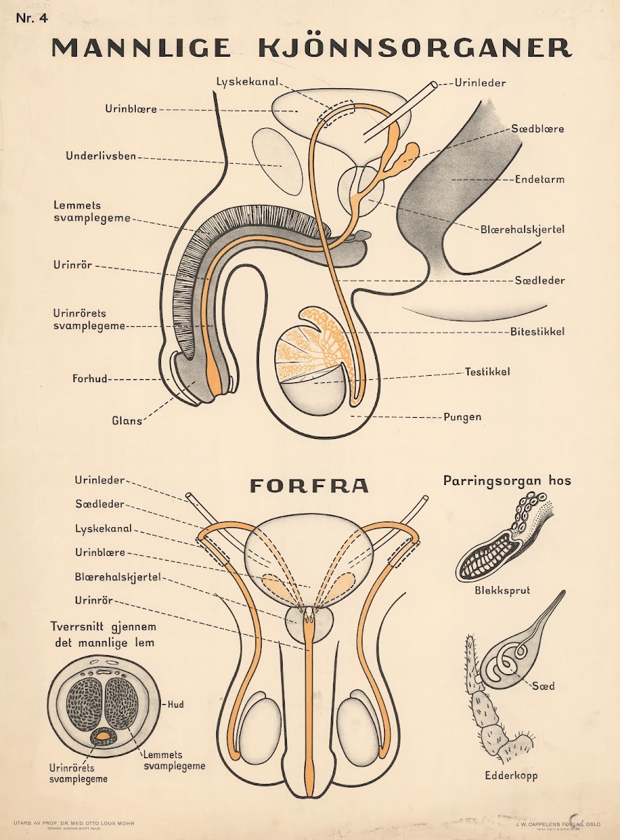 Male reproductive organs 1937