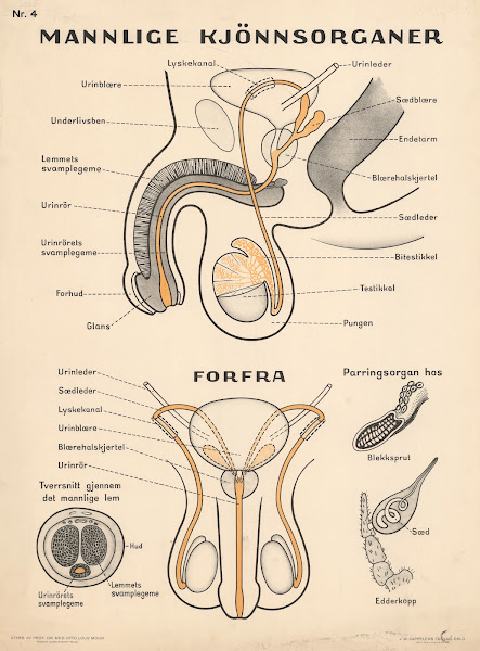 Male reproductive organs 1937