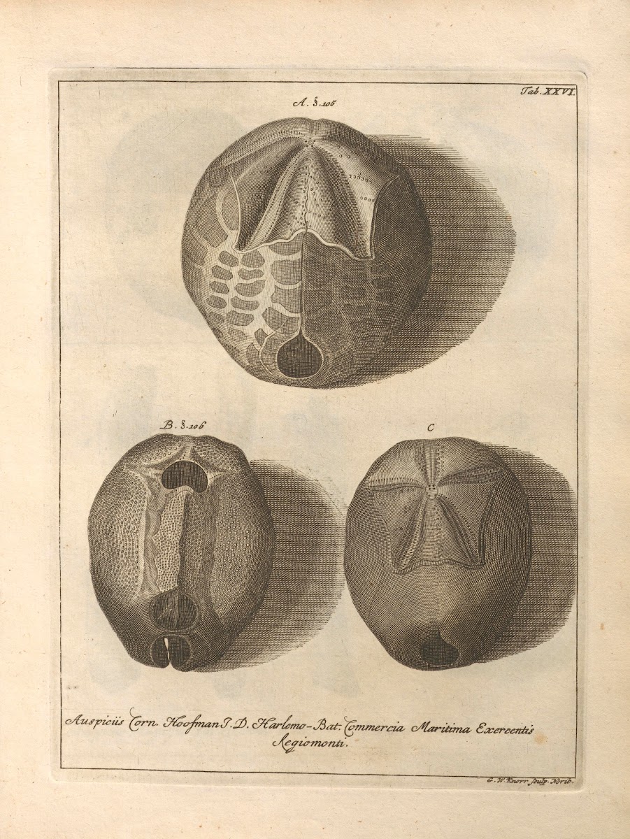 Naturalis Dispositio Echinodermatum Natural Arrangement of Echinoderms Pl27 1734