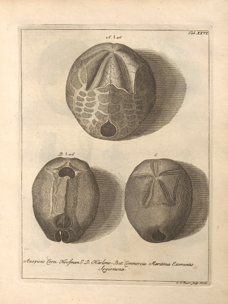 Naturalis Dispositio Echinodermatum Natural Arrangement of Echinoderms Pl27 1734