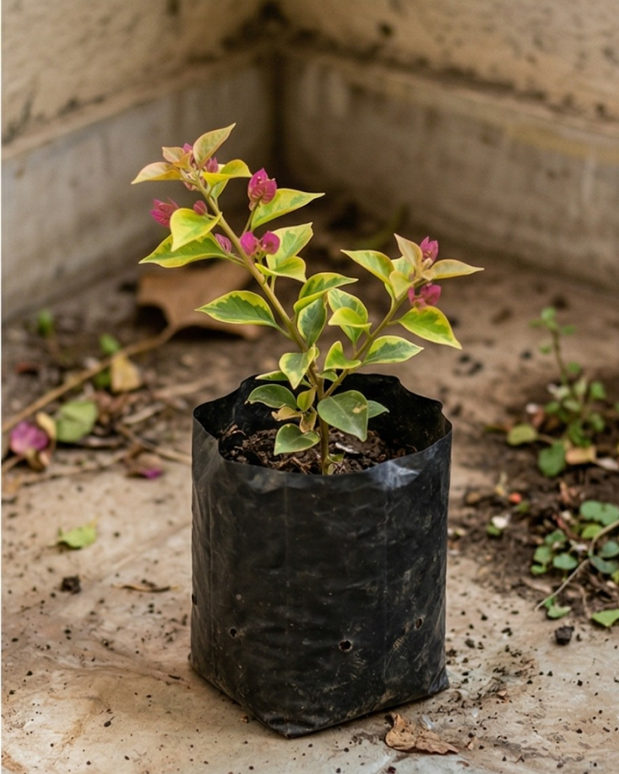 Imported Golden Kayata Magneta Bougainvillea Plant — view 4