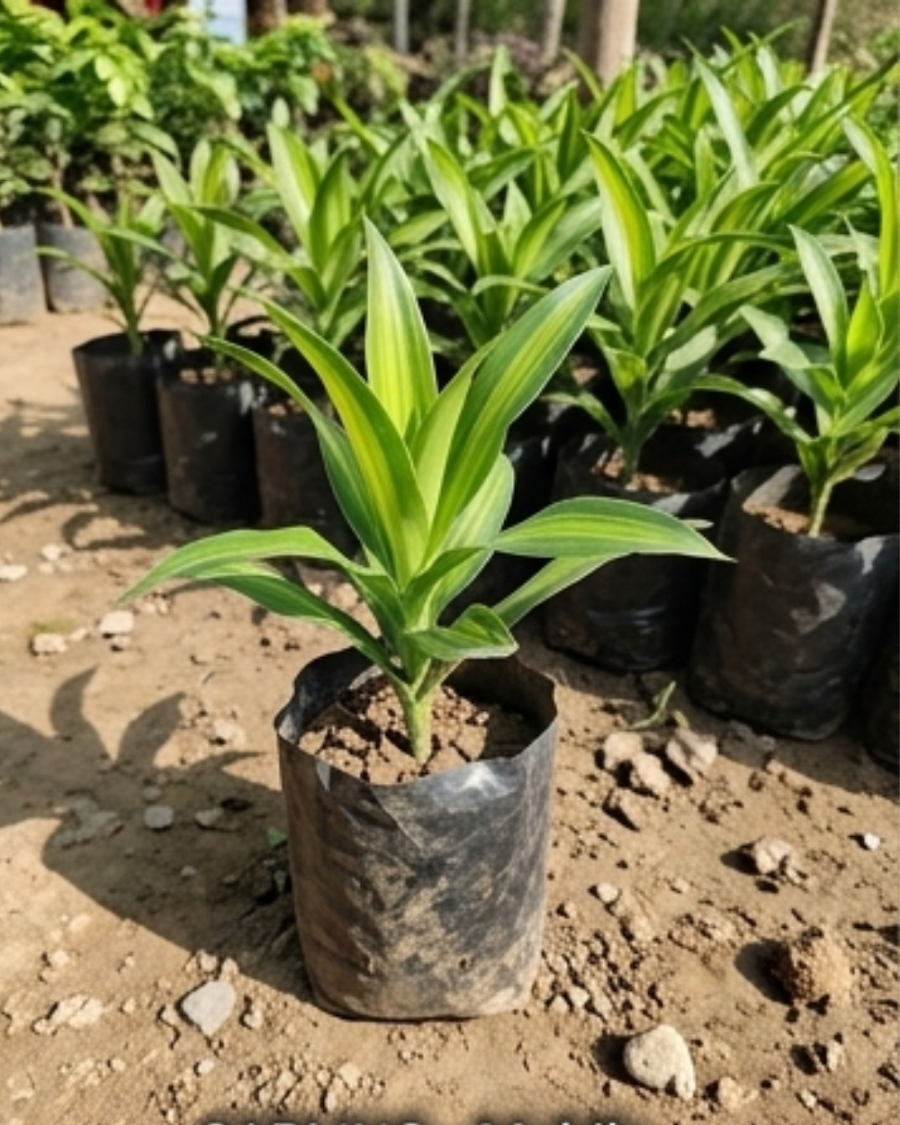 Dracaena Green Indoor Plant — view 2