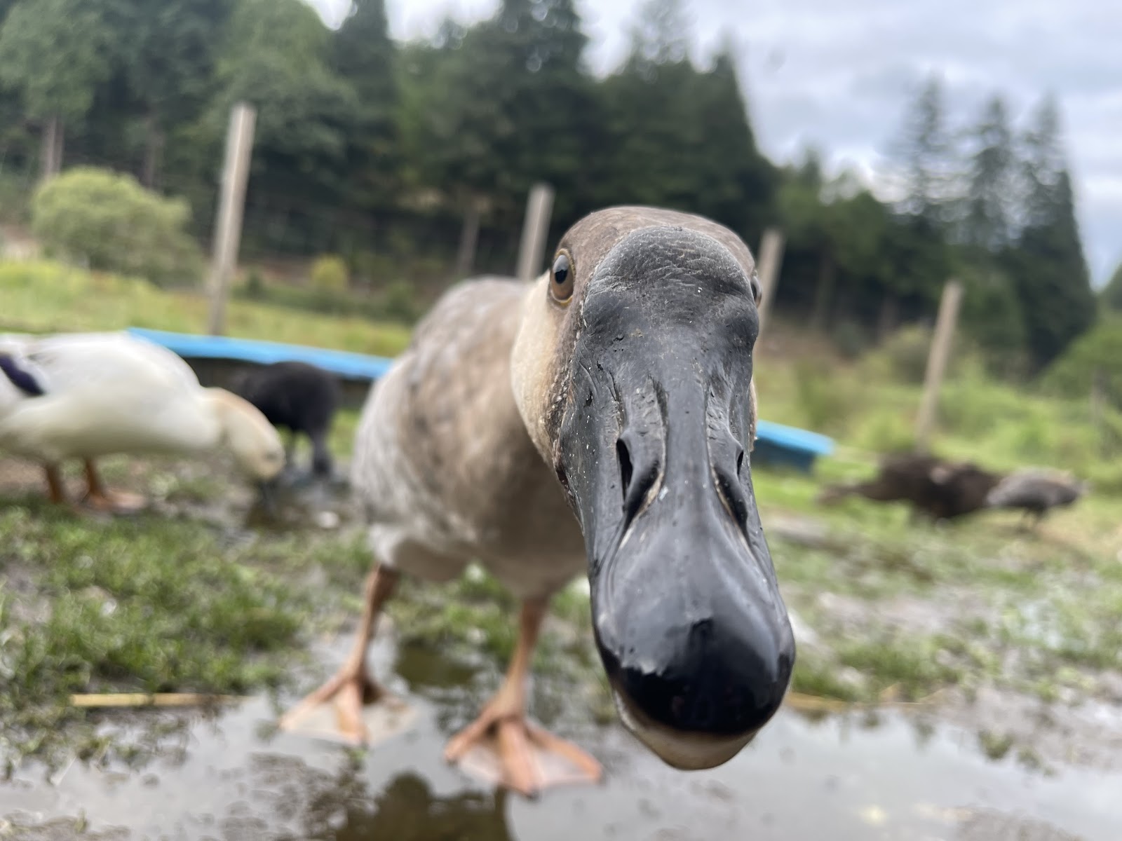 Toulouse Goose