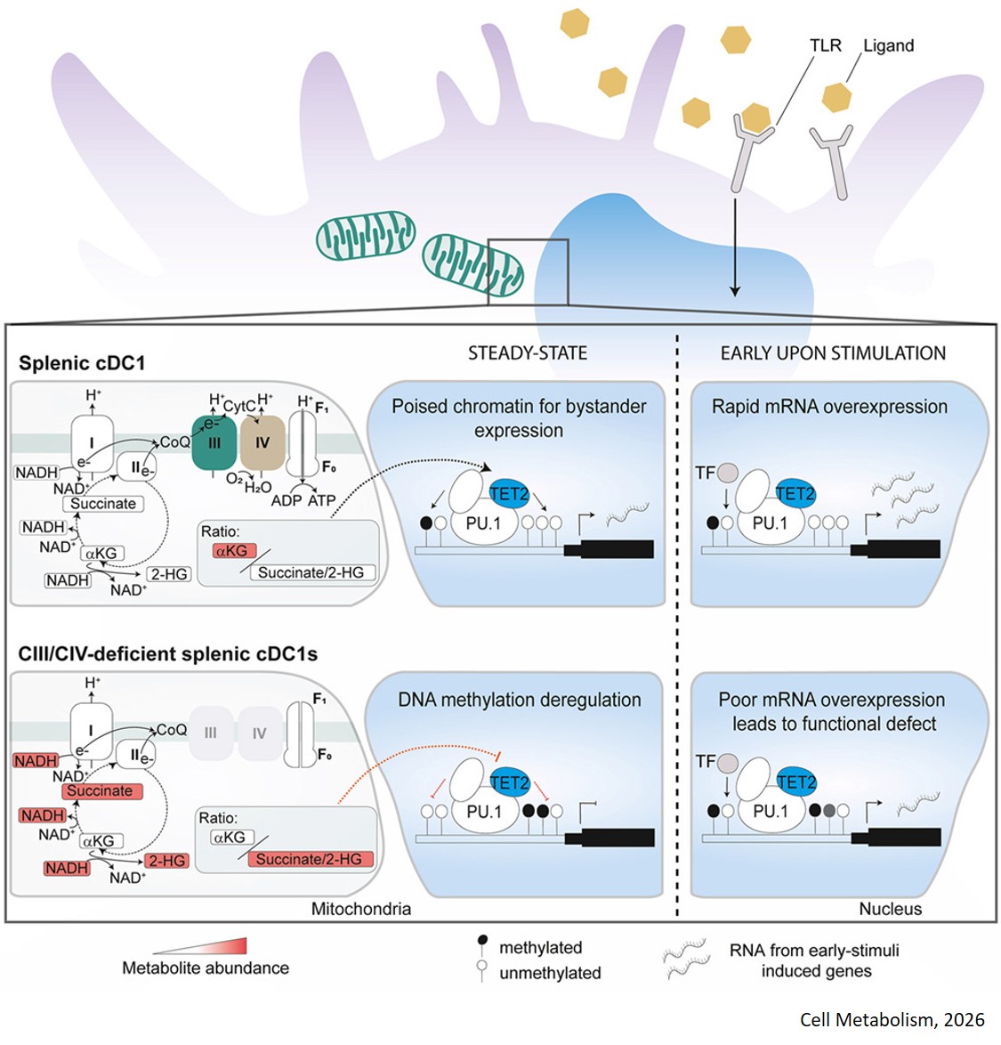 Mitochondrial metabolism regulates the immunogenic responsiveness of dendritic cells
