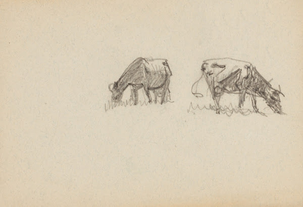Two Cows