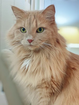 Cat Face Picture