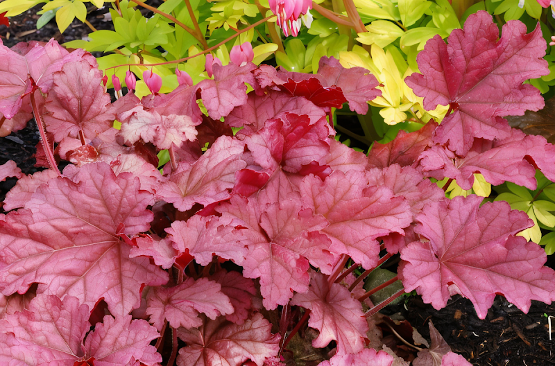 Heuchera Berry Smoothie, foglie rosa-viola nel giardino