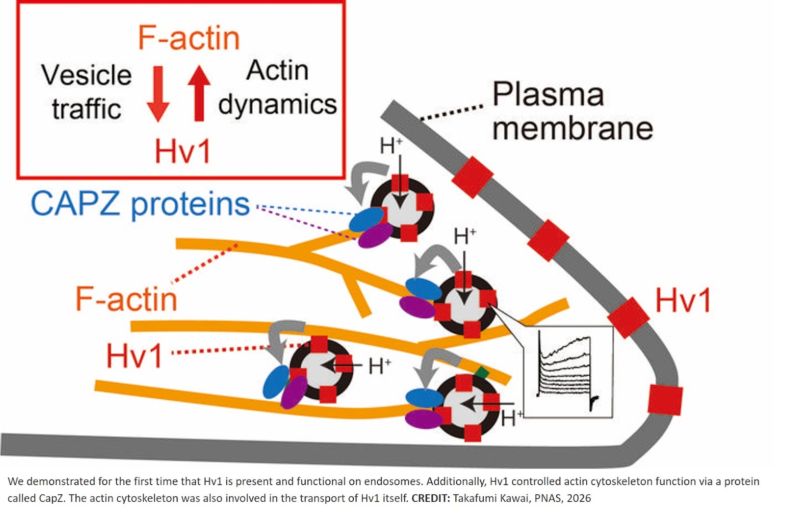 Ion channels inside microglia manipulate cytoskeleton