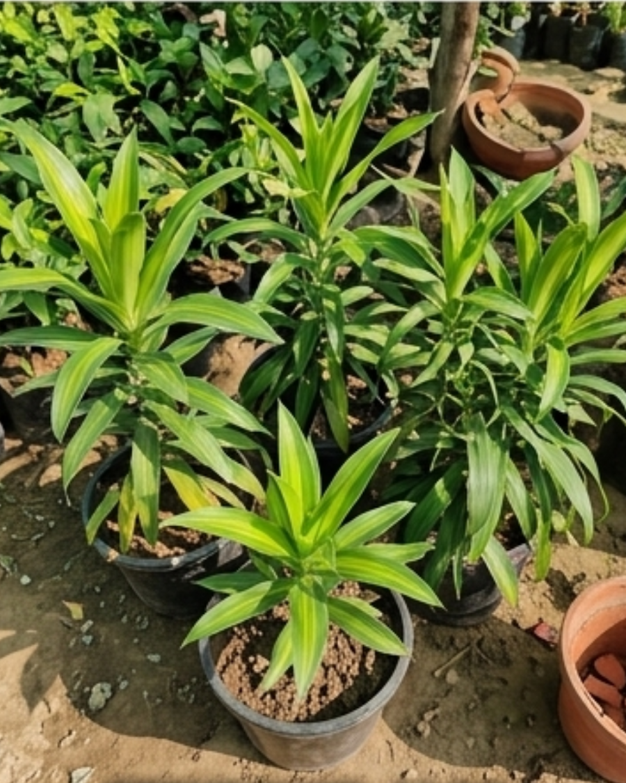 Dracaena Green Indoor Plant — view 3