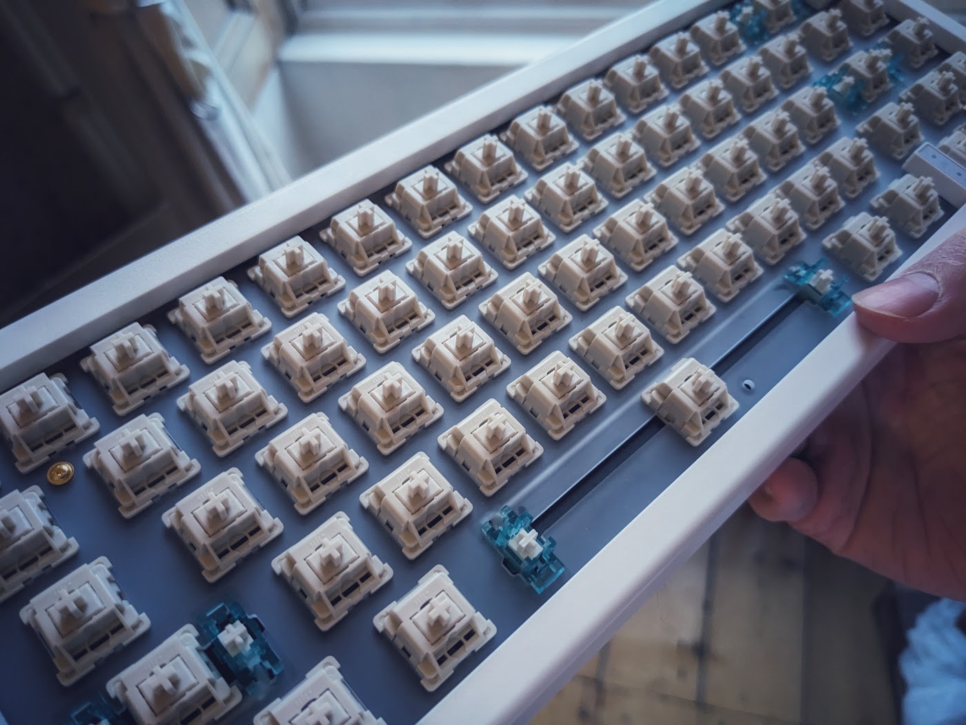 GMK67, Botanical, photo 2