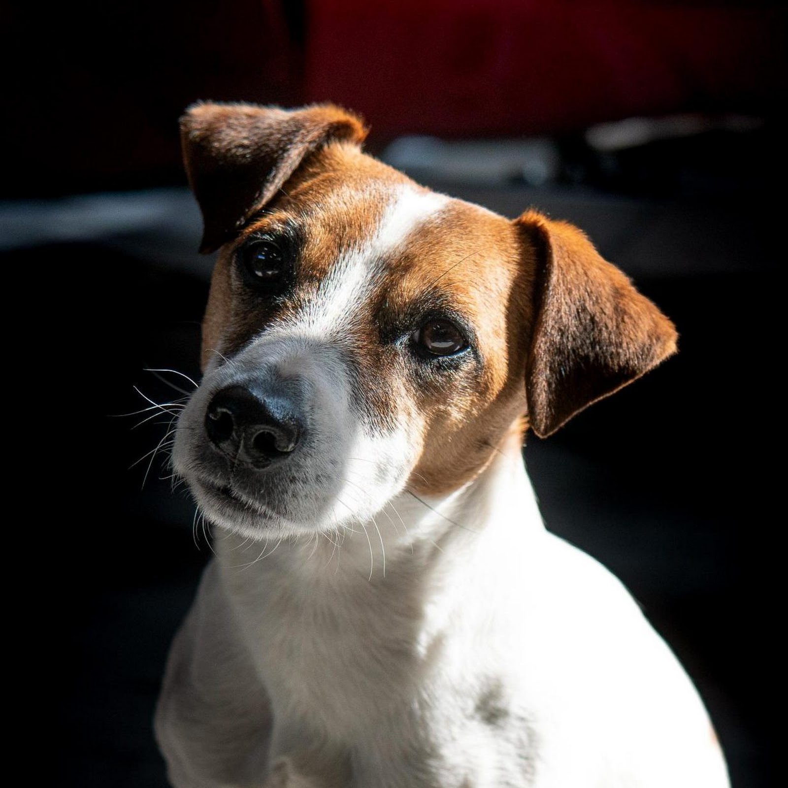 Download Jack Russell Dog In Sunlight Full HD iPhone