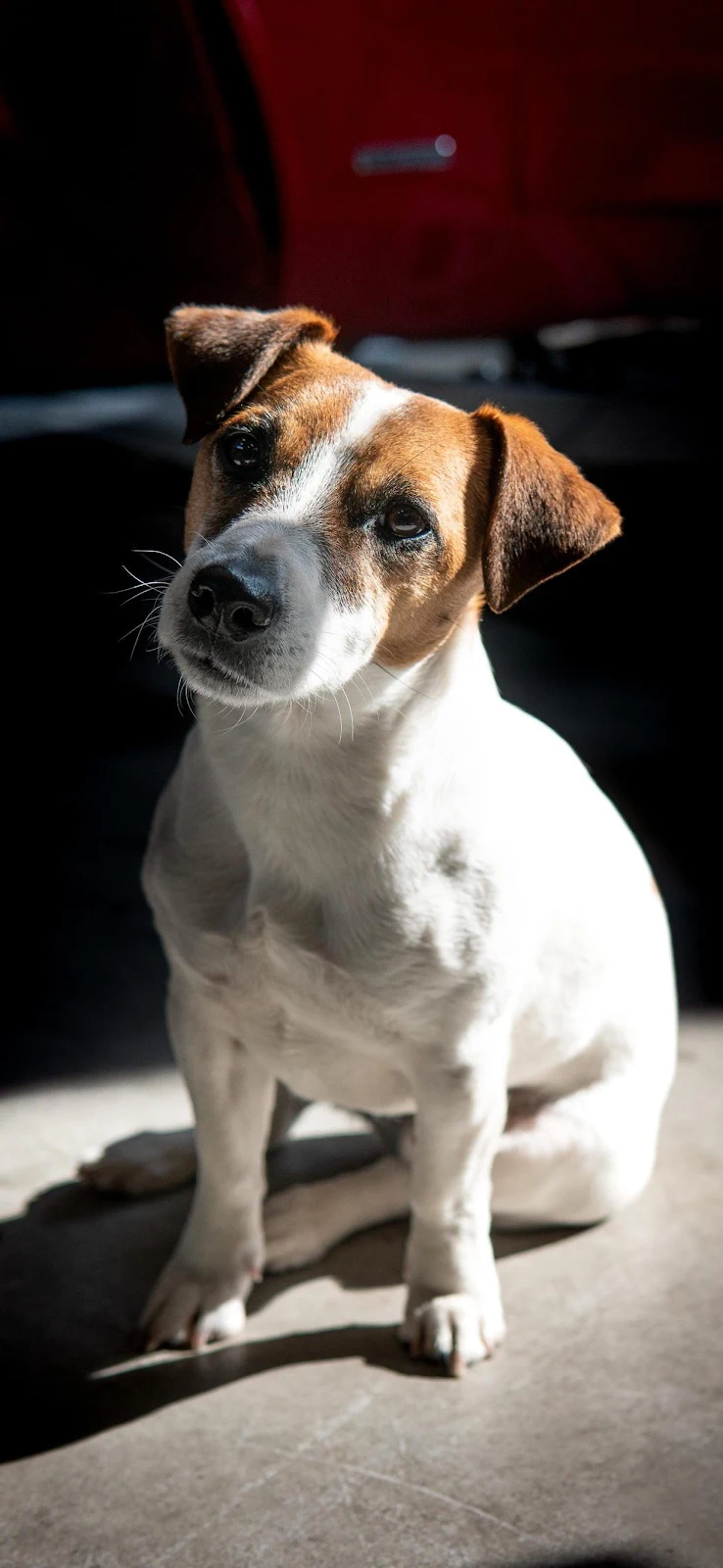 Jack Russell Dog In Sunlight - High Contrast Portrait Full HD iPhone Wallpaper (1236x2678)