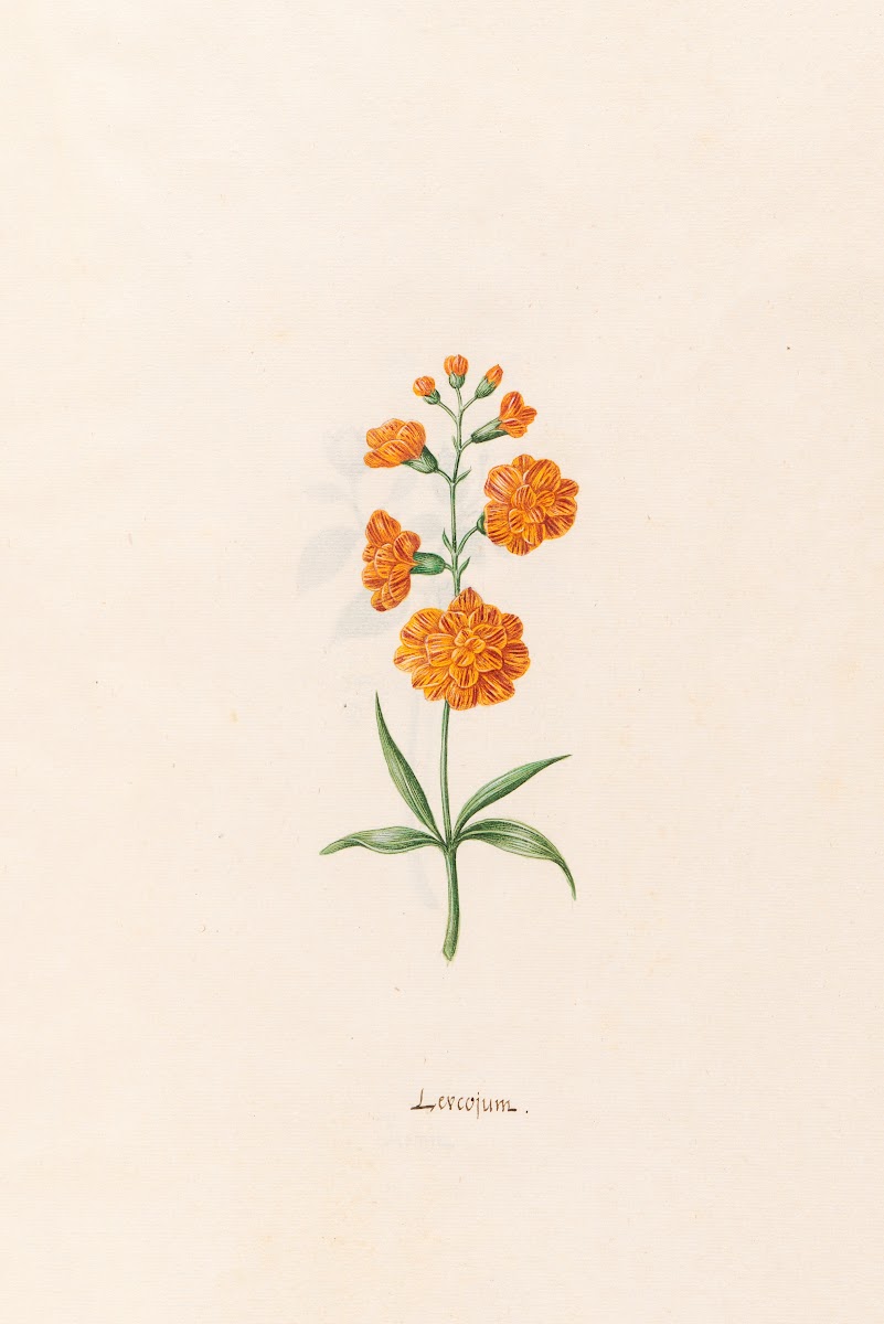 Leucojum 1692
