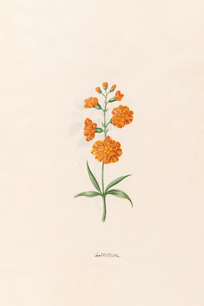 Leucojum 1692