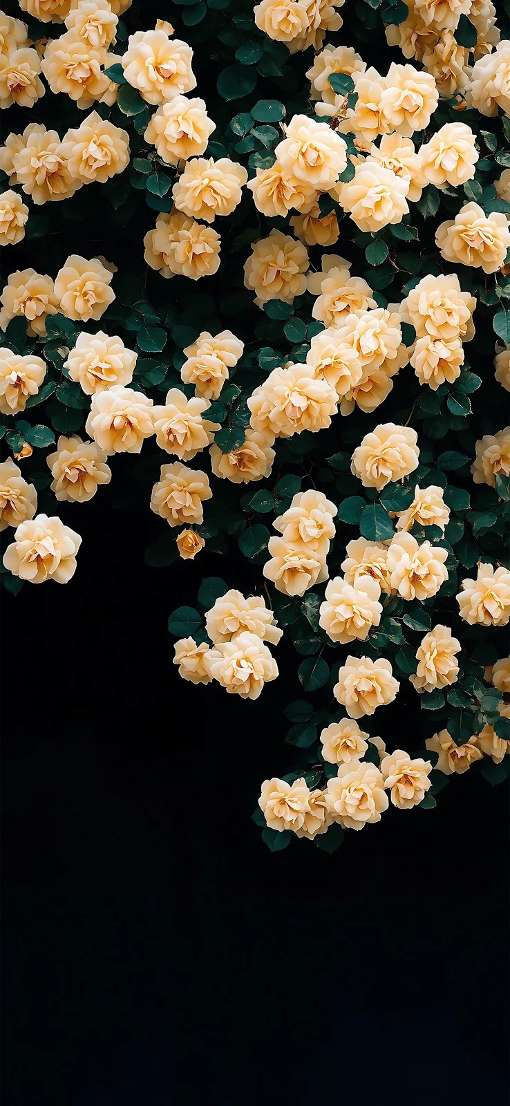 Blooming Yellow Bush Roses - Moody Nature Photography 2K iPhone Wallpaper (1720x3728)