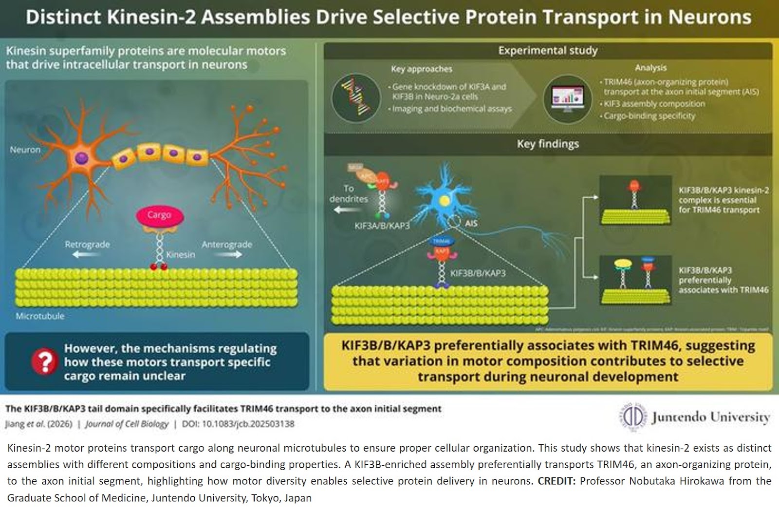 Composition of neuronal motor proteins regulates their cargo-specificity