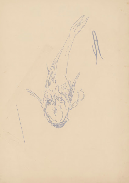 Rouget Grondin 1900