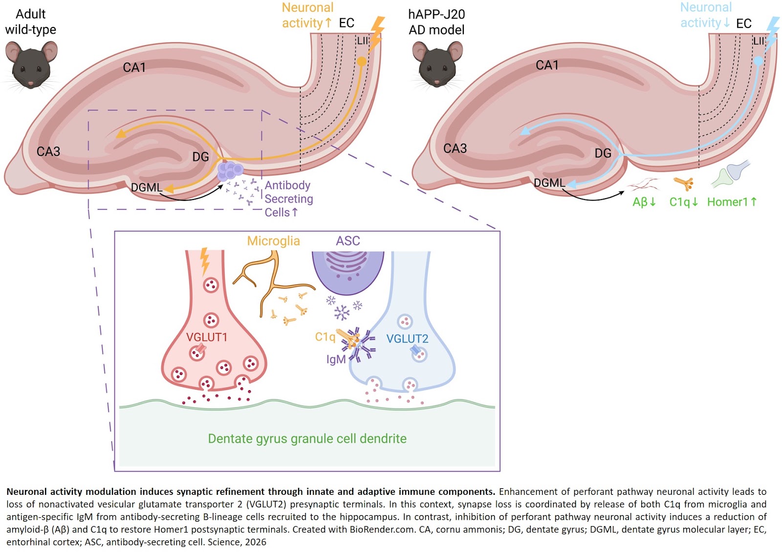 B cells enter the synaptic conversation
