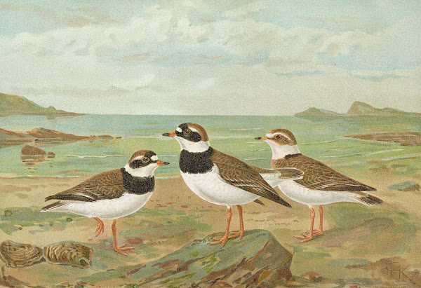 Charadrius hiaticula