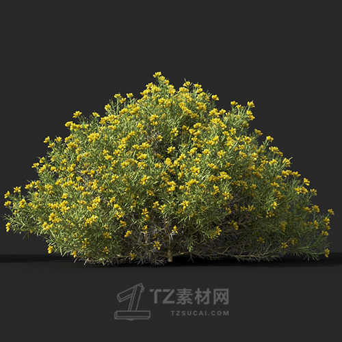 Maxtree - Plant Models Vol.60