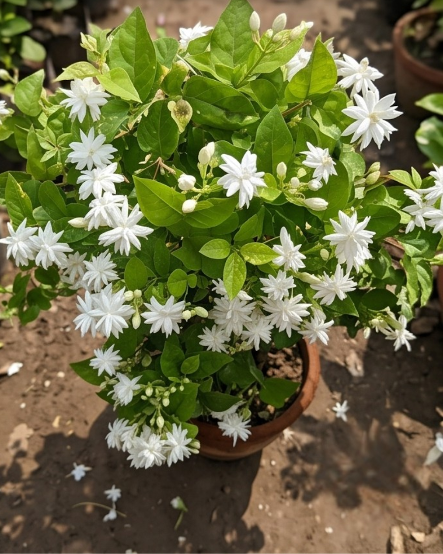 Jasmine Plant — view 5