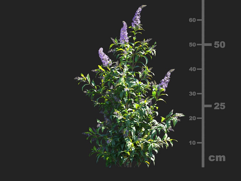 Maxtree - Plant Models Vol.112